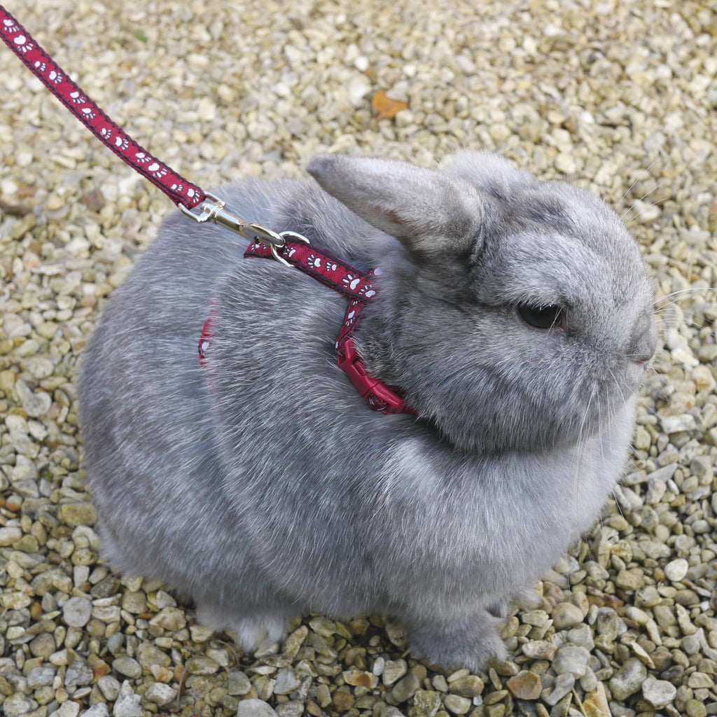 Paw Print Harness & Lead Large