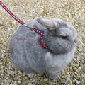 Paw Print Harness & Lead Large