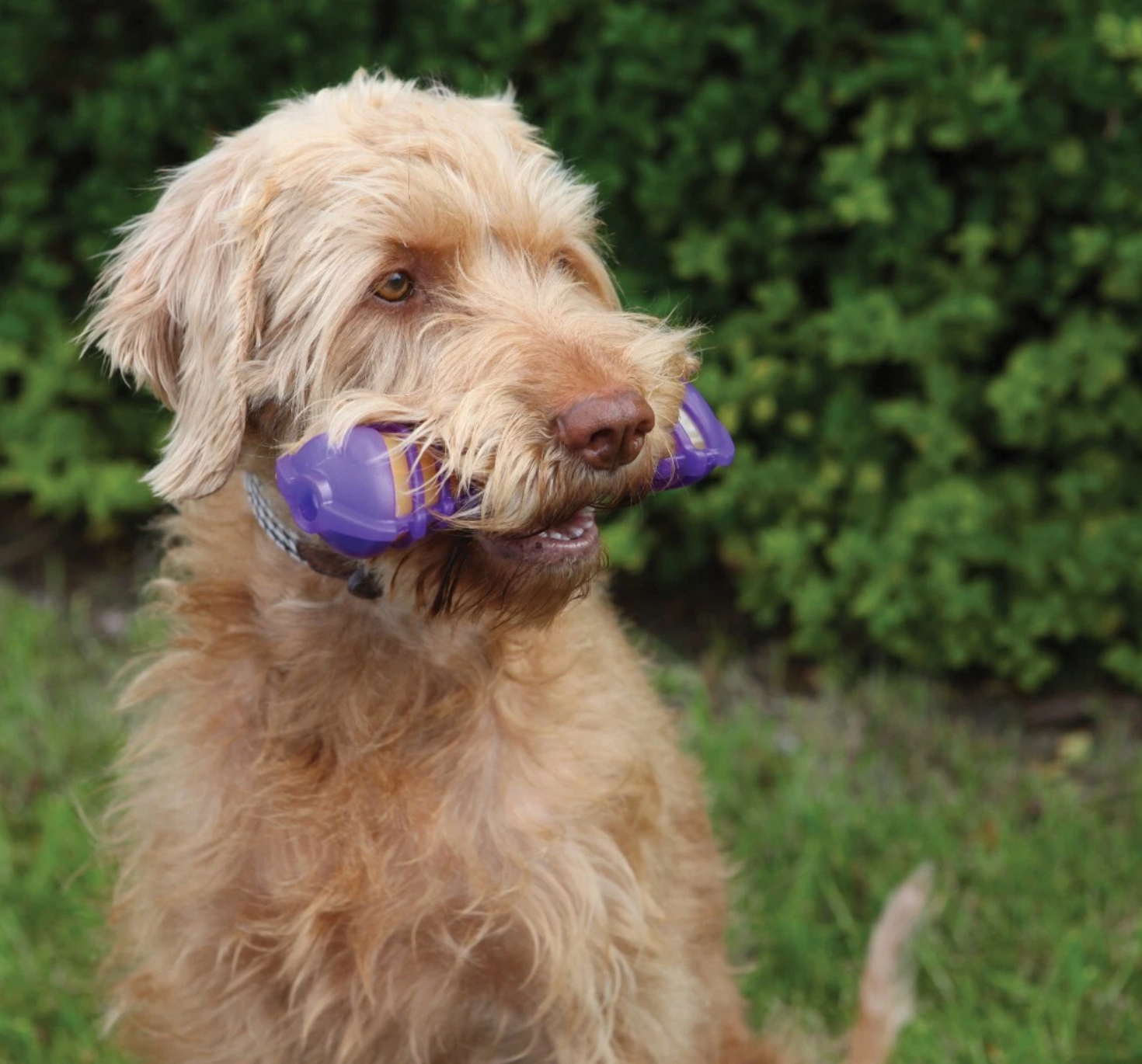 Jolly Doggy Goggle Bone