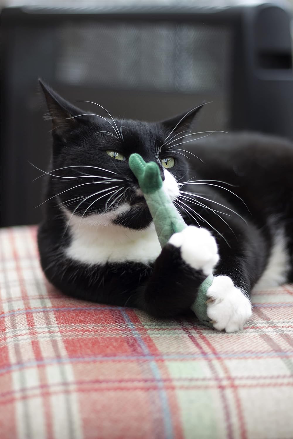 Battersea Daily Catch (3pc)