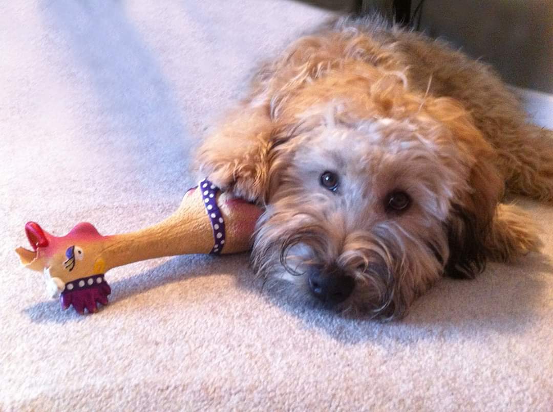 CPD040_Charming_Pet_Squawkers_Henrietta