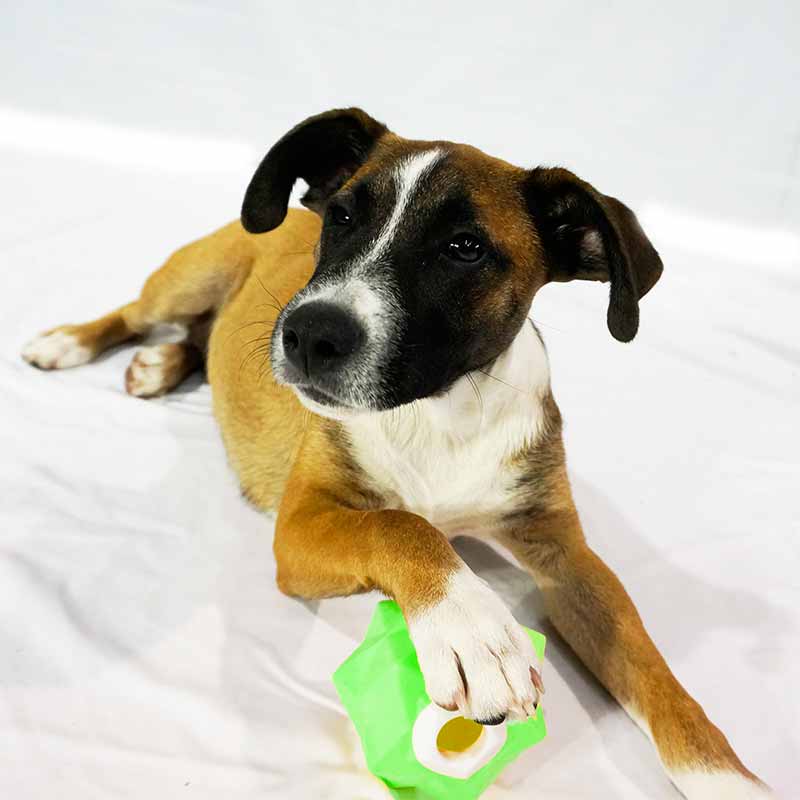 Pawz to Clawz Monster Treat Release Toy