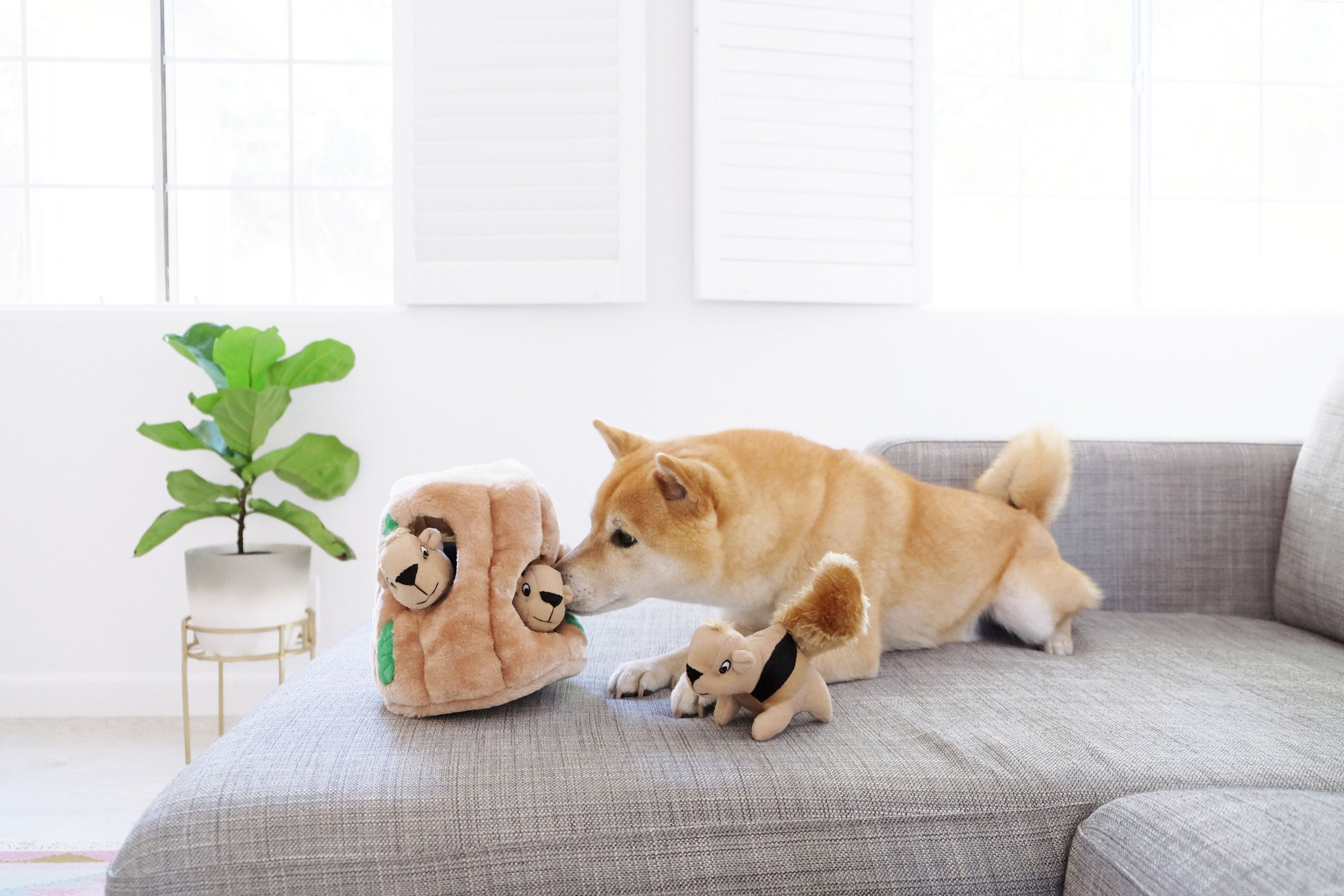 Outward Hound_Hide-A-Squirrel