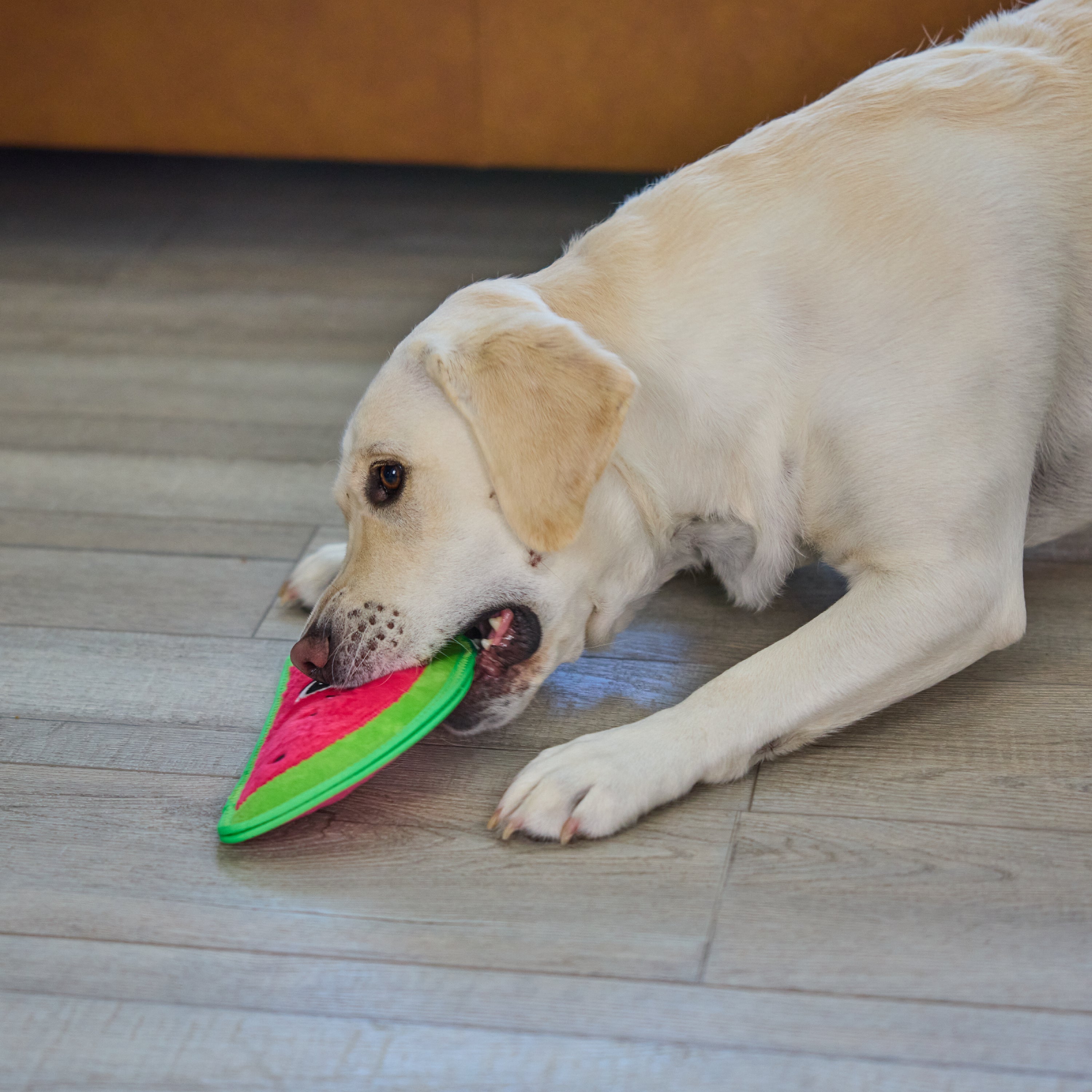 OWH201_Outward Hound_Tough Skinz Watermelon