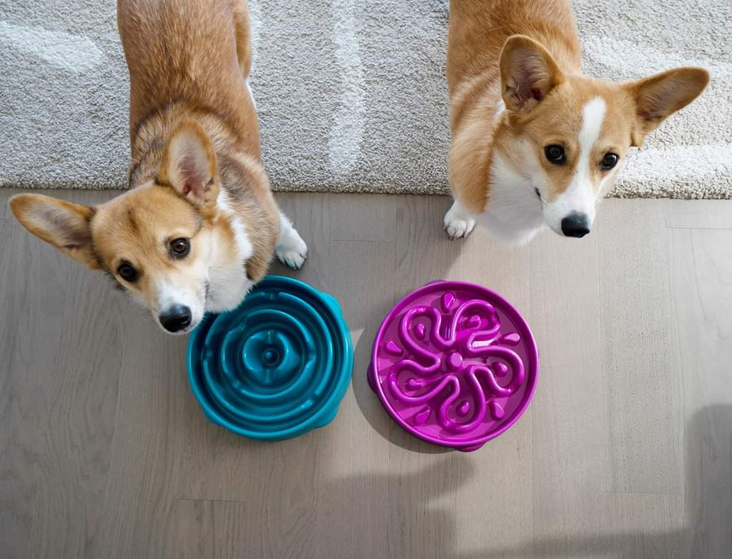 OWH76_Outward Hound_Fun Feeder Teal
