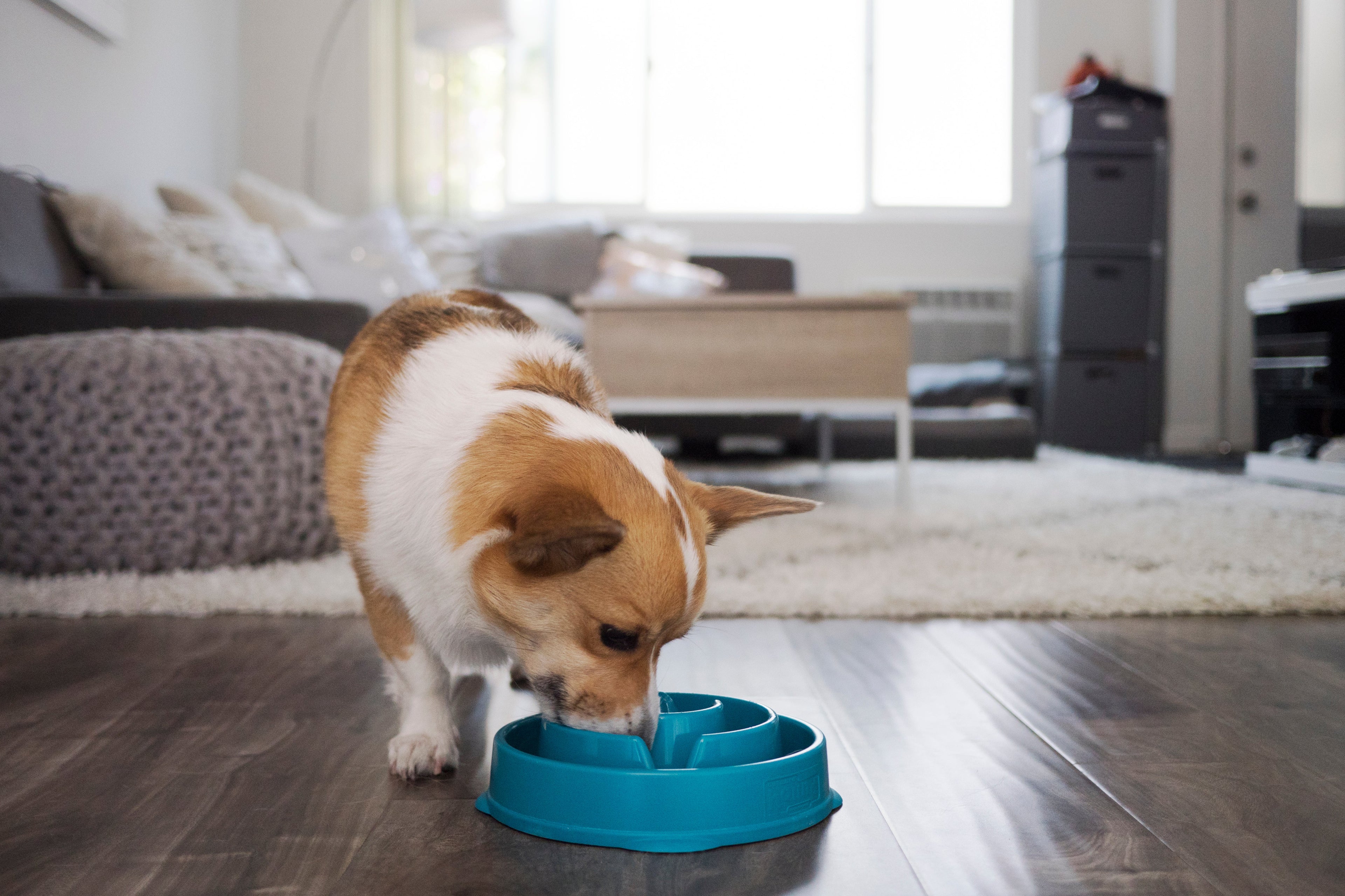OWH76_Outward Hound_Fun Feeder Teal