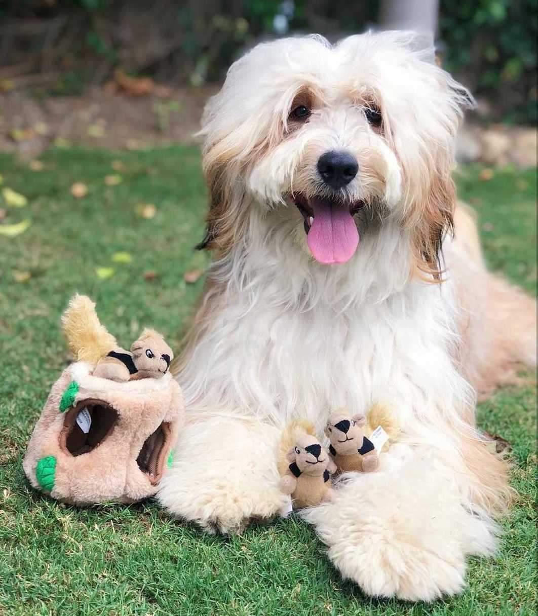 Outward Hound_Hide-A-Squirrel