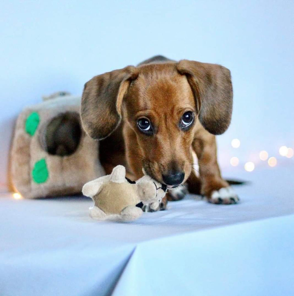 OWH142_Outward Hound_Hide-A-Squirrel