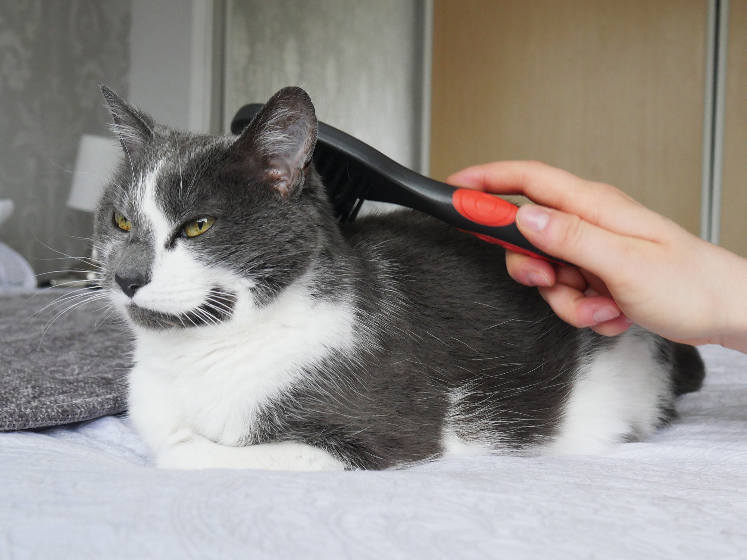 RWC07_Rosewood_Salon Grooming Cat Brush
