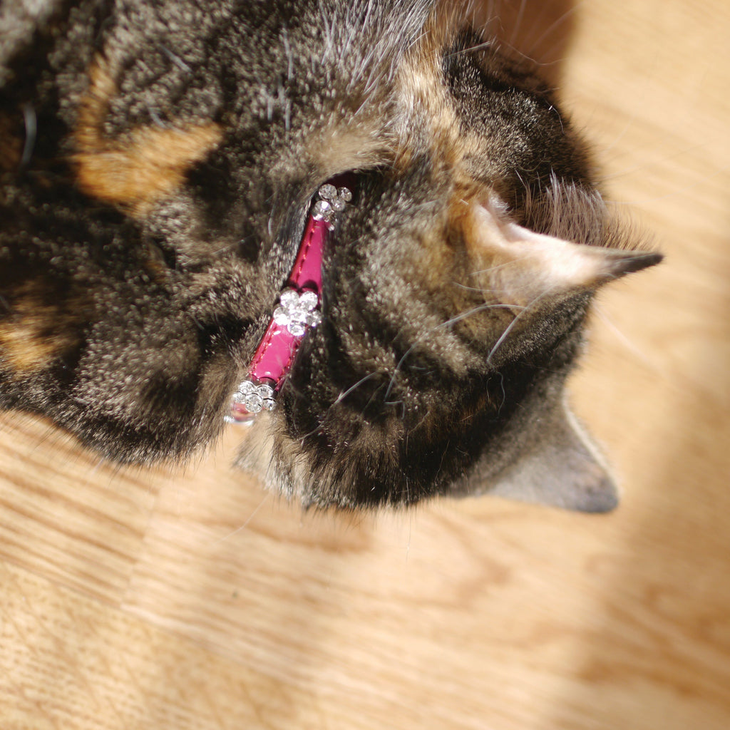 RWC56_Rosewood_Cat Collar Damson