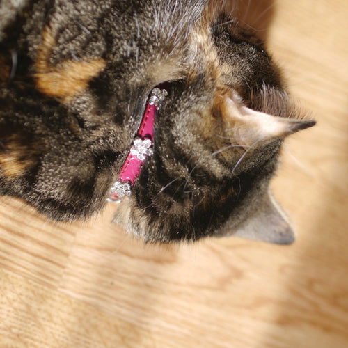 RWC56_Rosewood_Cat Collar Damson