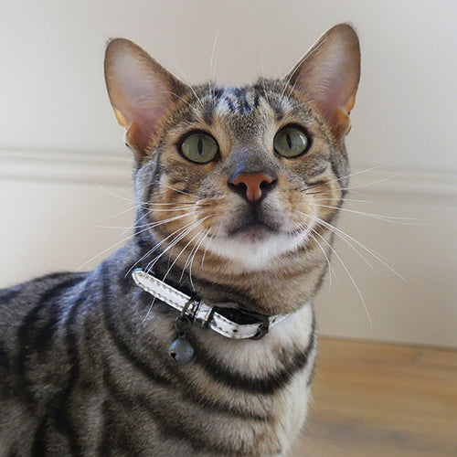 RWC59_Rosewood_Cat Collar Silver