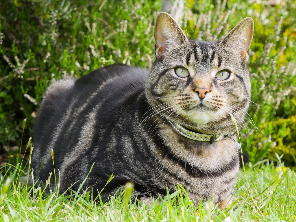 RWC59_Rosewood_Cat Collar Silver
