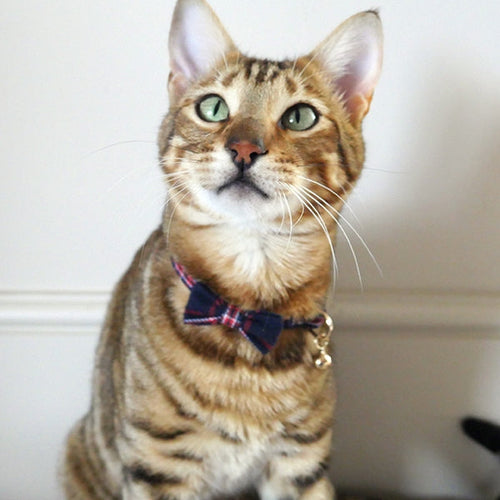 RWC61_Rosewood_Cat Collar Navy & Red Tartan