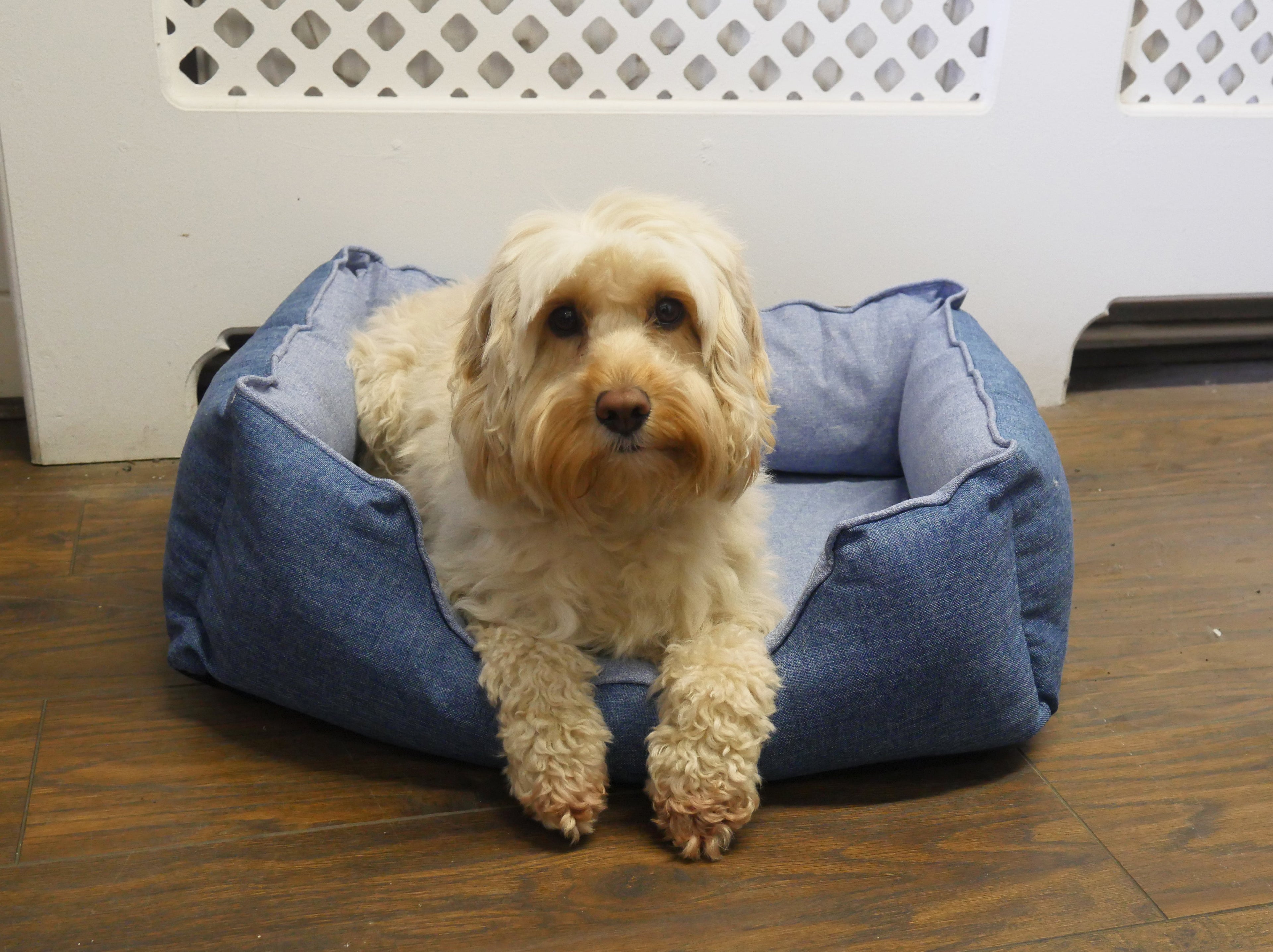 RWD143_Rosewood_Luxury Cooling Pet Bed 60cm