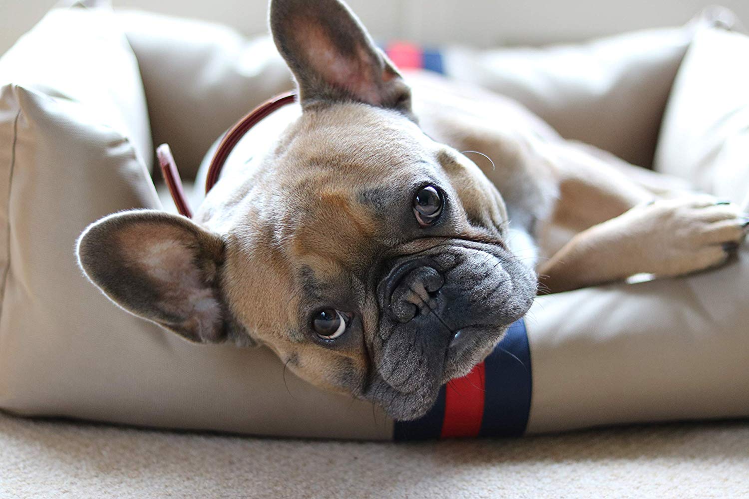 RWD150_Rosewood_Designer Water resistant Pet Bed