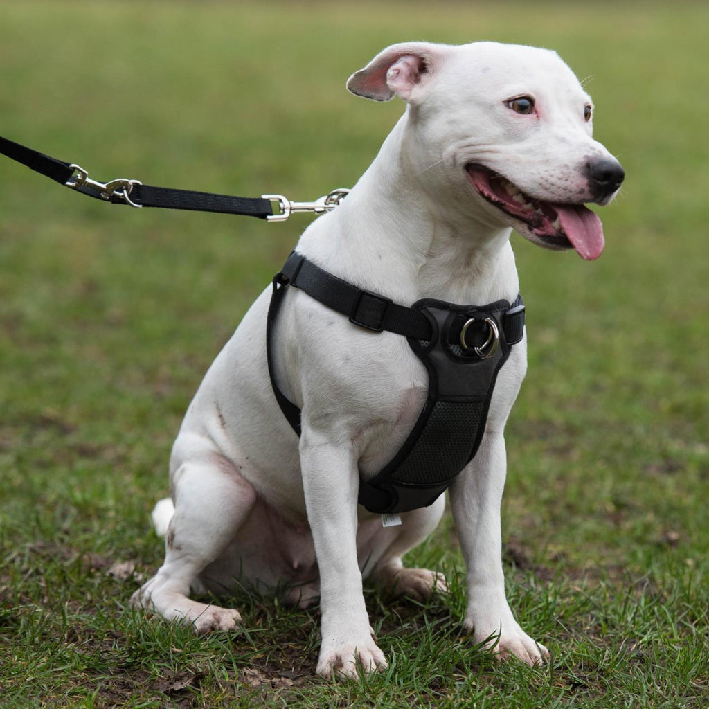 RWD168_Rosewood_Coastal Front-Connect Padded Harness
