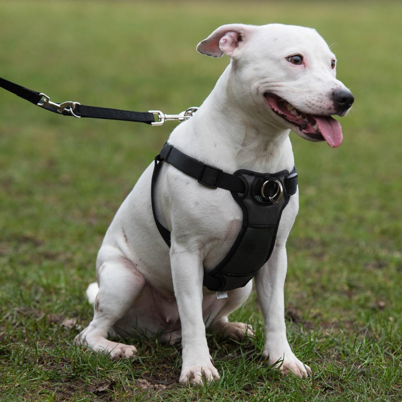 RWD168_Rosewood_Coastal Front-Connect Padded Harness