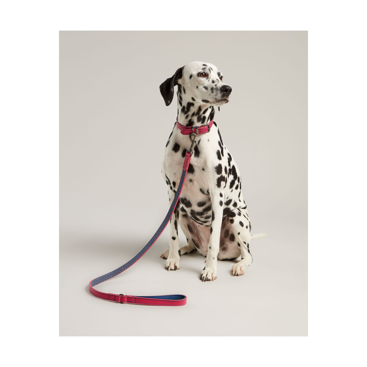 RWD198_Rosewood_Joules Pink Leather Dog Lead
