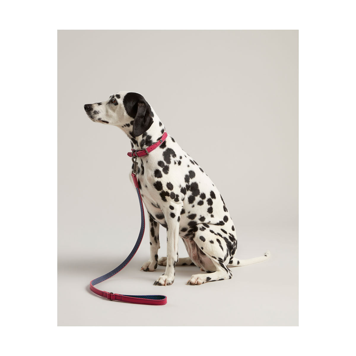RWD198_Rosewood_Joules Pink Leather Dog Lead