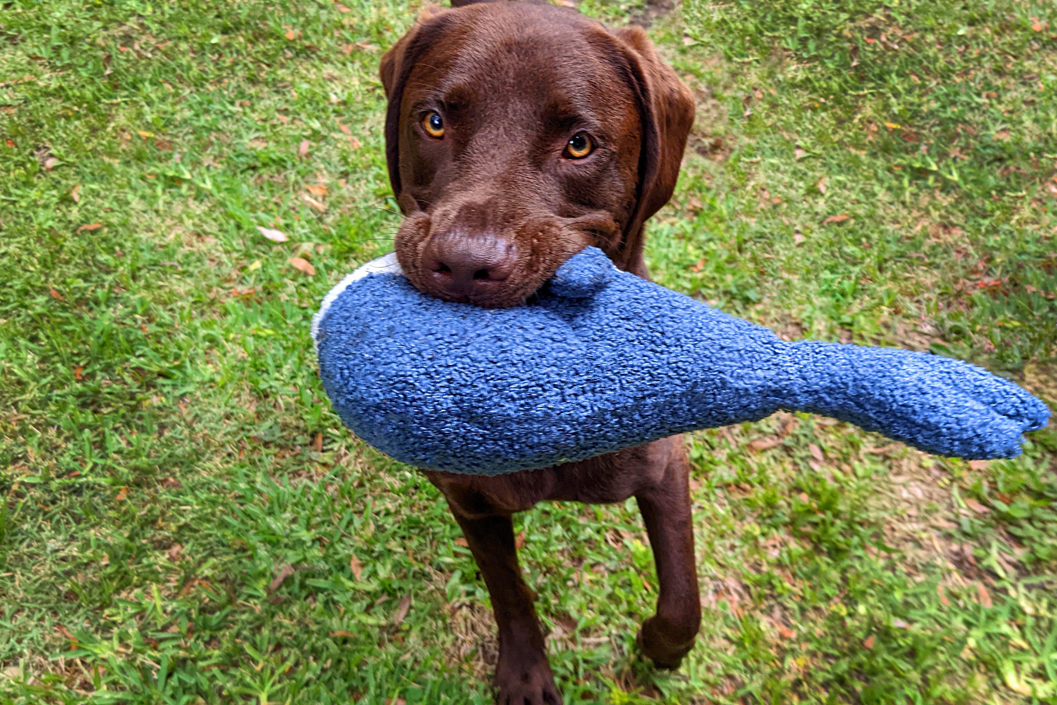 Chocolate Labrador retriever holding a blue toy in its mouth on grass