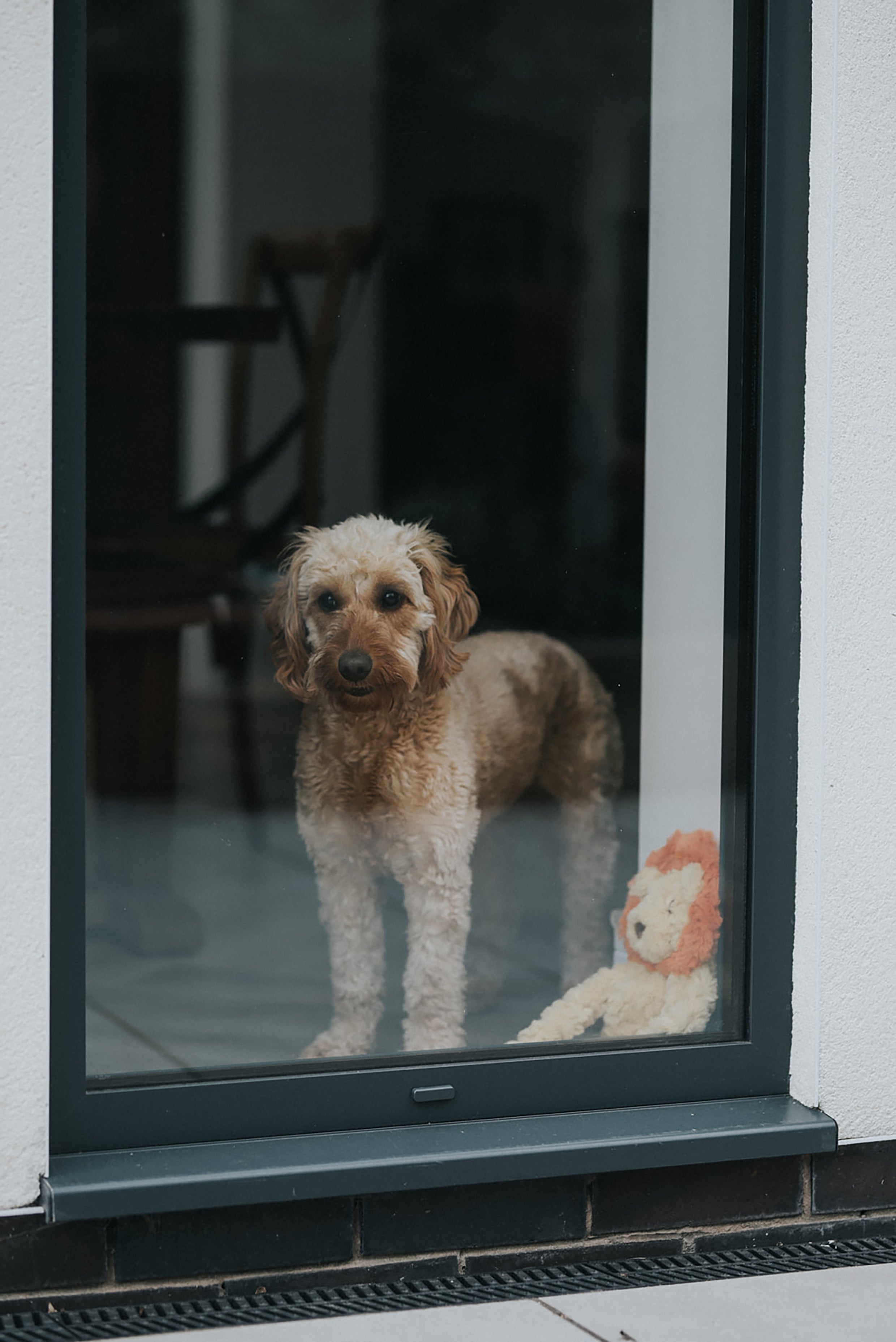 Rosewood My Dog Lion