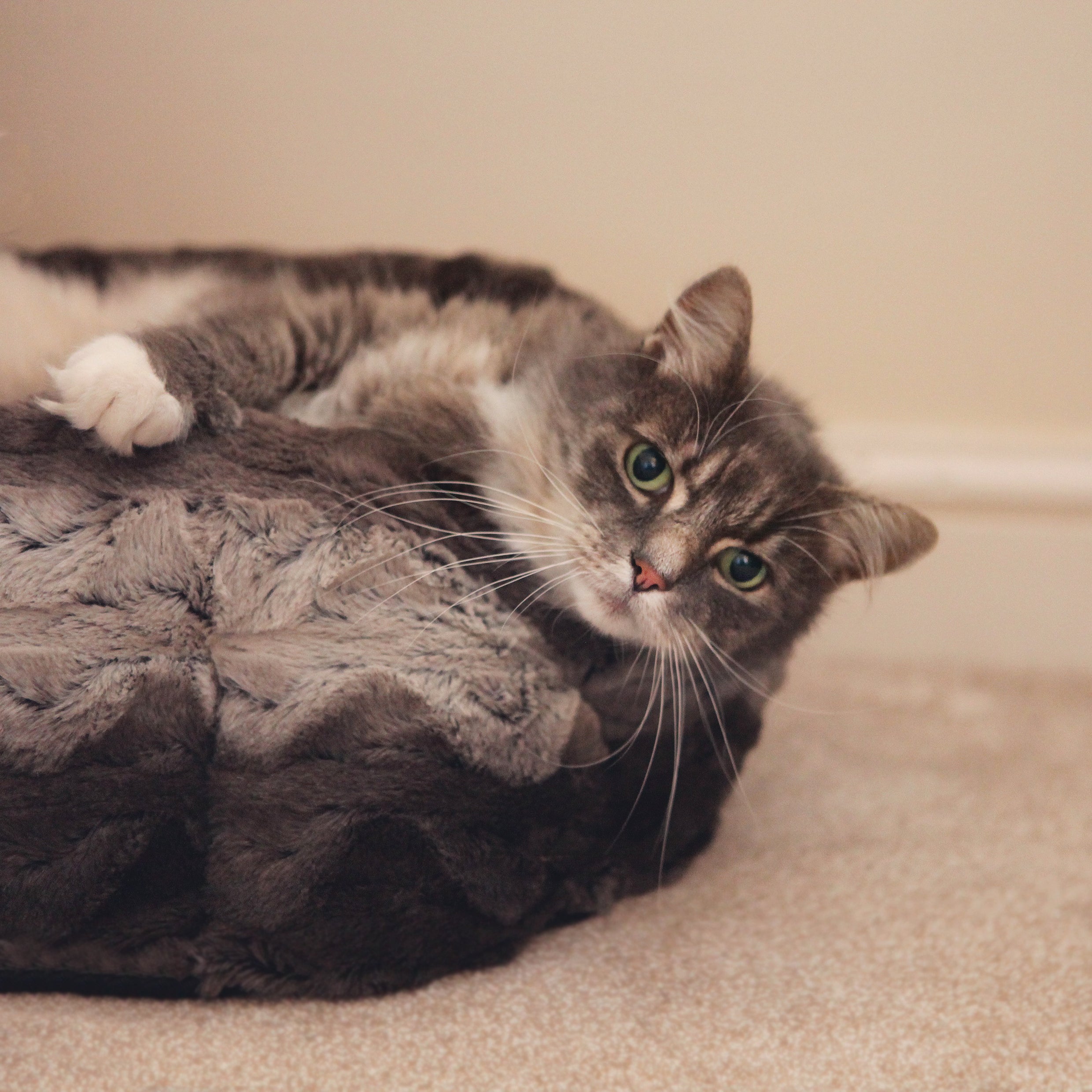 RWD65_Rosewood_Grey & Cream Snuggle Plush Round
