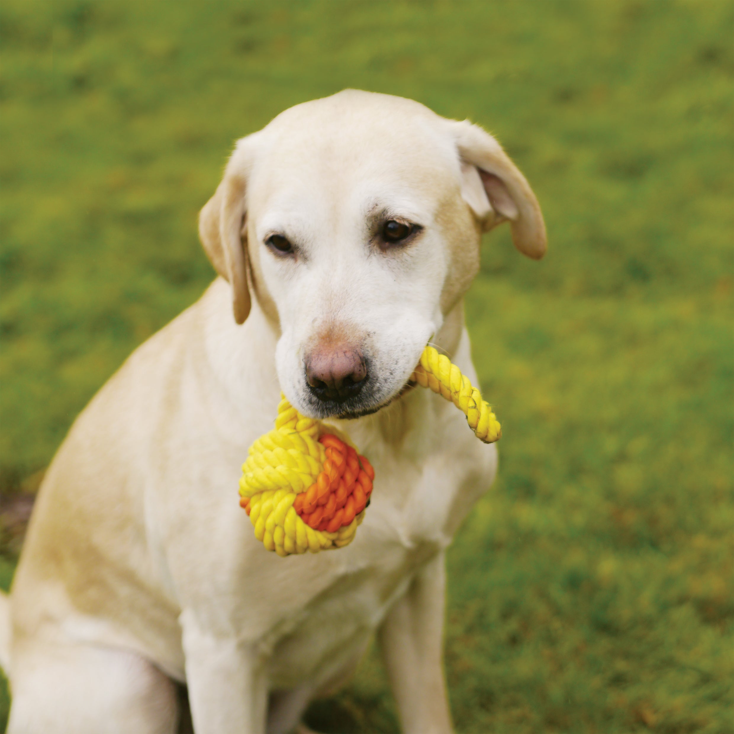 RWD97_Rosewood_Tough Twist Rubber & Rope Ball Tug (29cm)