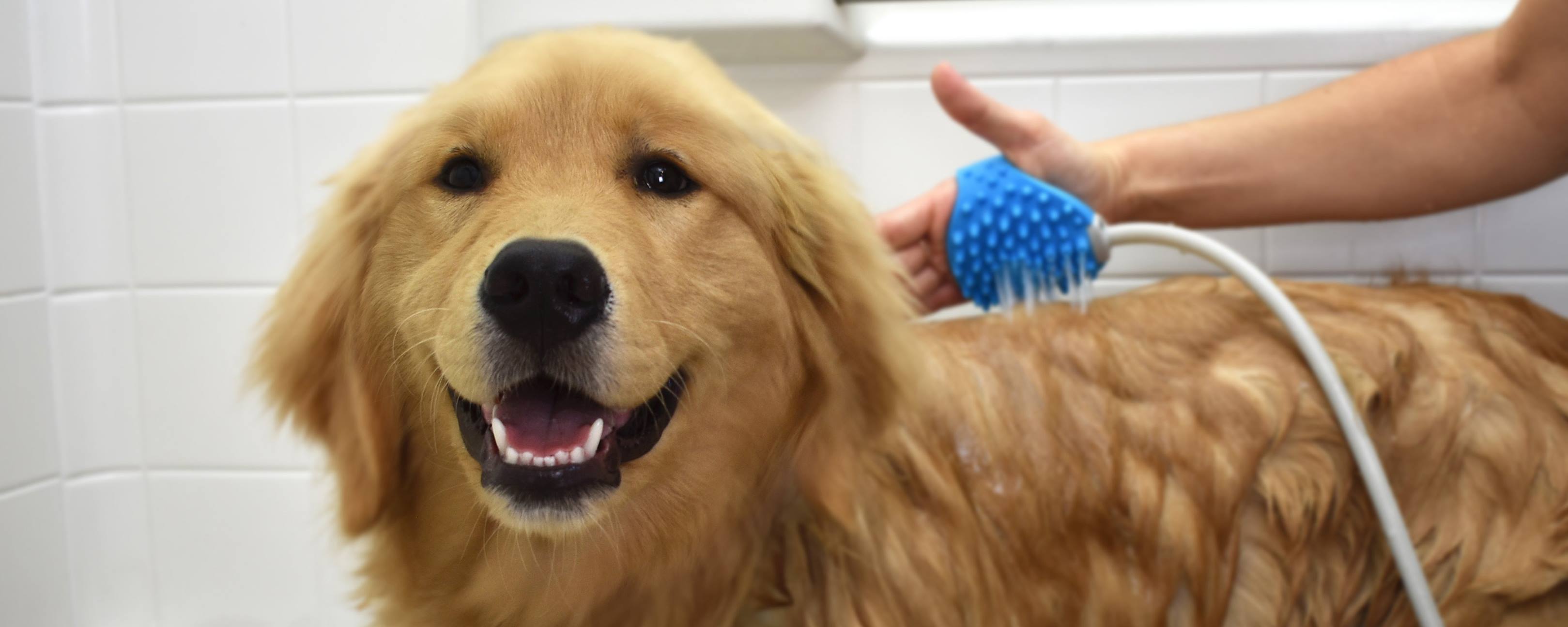 RWDC14_Rosewood_Aquapaw Bathing Tool