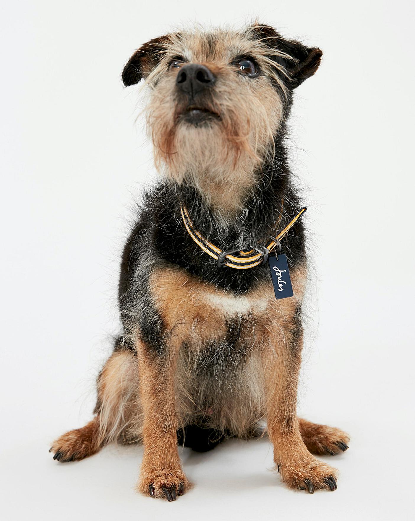 Rosewood_Joules Navy Coastal Dog Collars