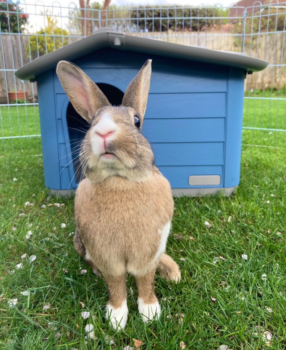 Rosewood Small Pet Knock-Down House (59cm x 51cm x 41cm)