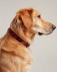 Rosewood_Joules Heritage Tweed Leather Dog Collars