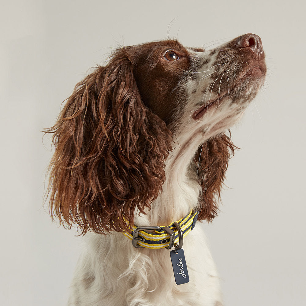 Rosewood_Joules Navy Coastal Dog Collars