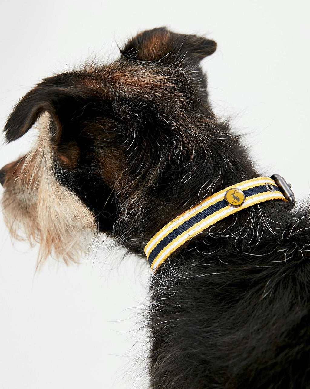 Rosewood_Joules Navy Coastal Dog Collars