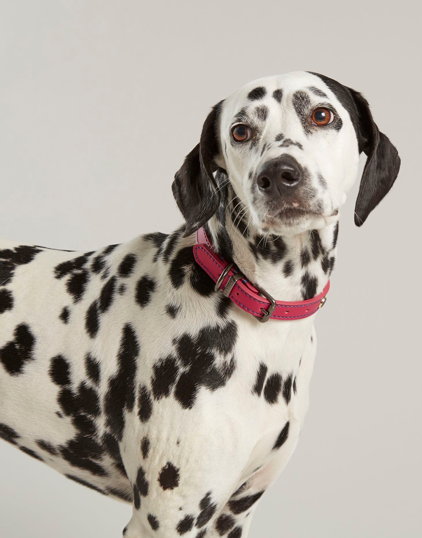 Rosewood_Joules Pink Leather Dog Collars