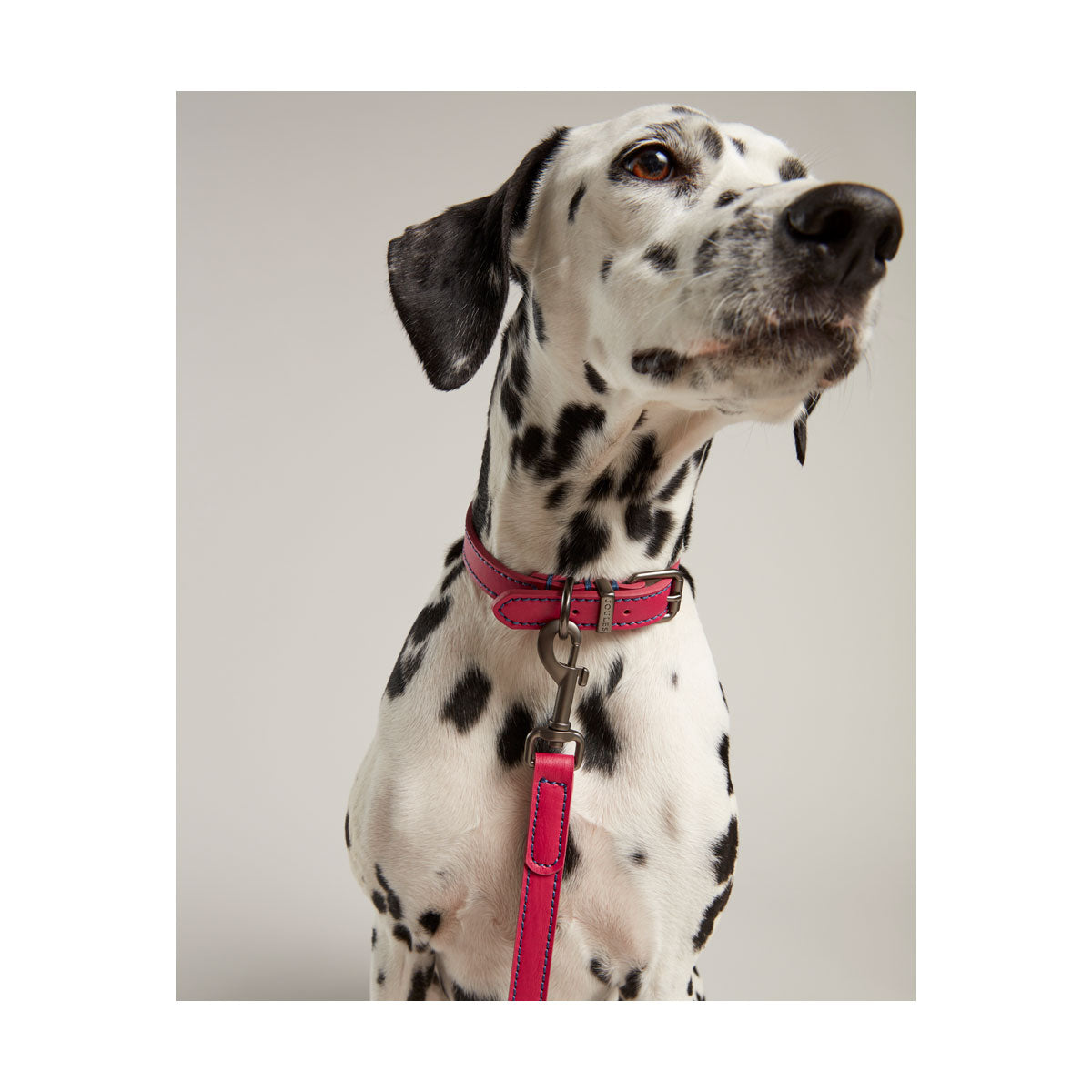 Rosewood_Joules Pink Leather Dog Collars
