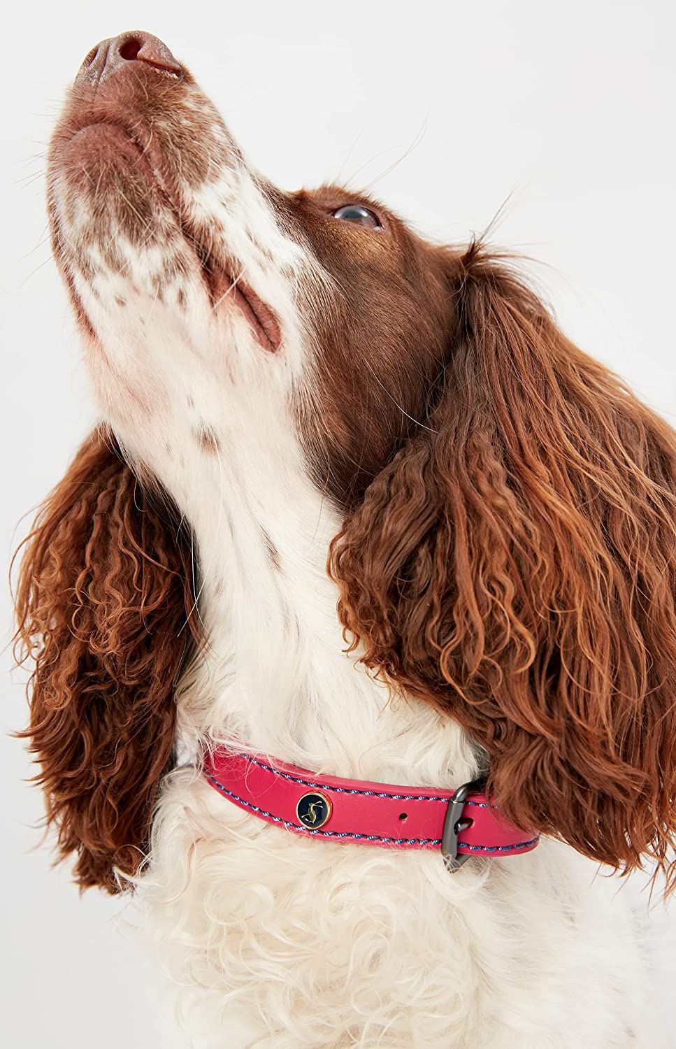 Rosewood_Joules Pink Leather Dog Collars