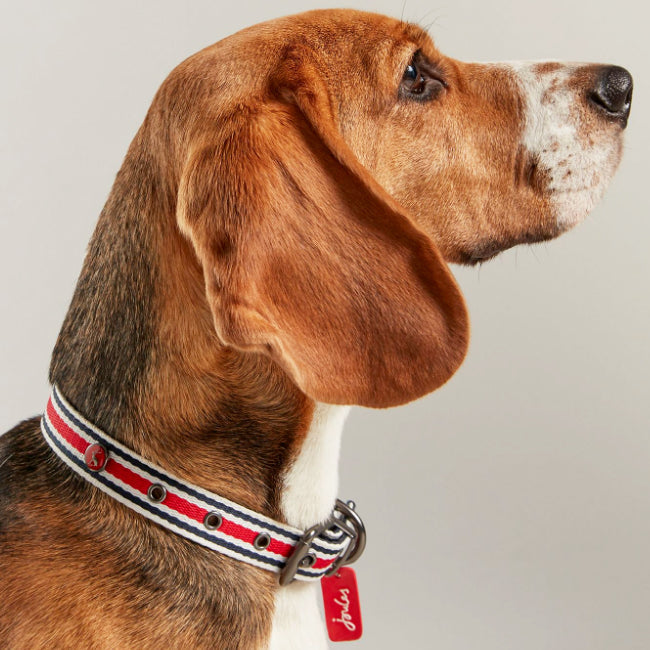 Rosewood_Joules Striped Dog Collars