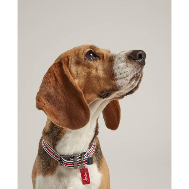 Rosewood_Joules Striped Dog Collars