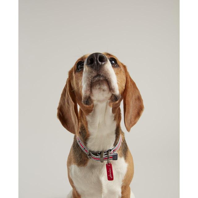 Rosewood_Joules Striped Dog Collars
