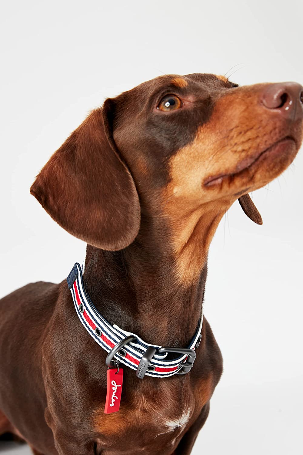 Rosewood_Joules_Striped_Dog_Collars
