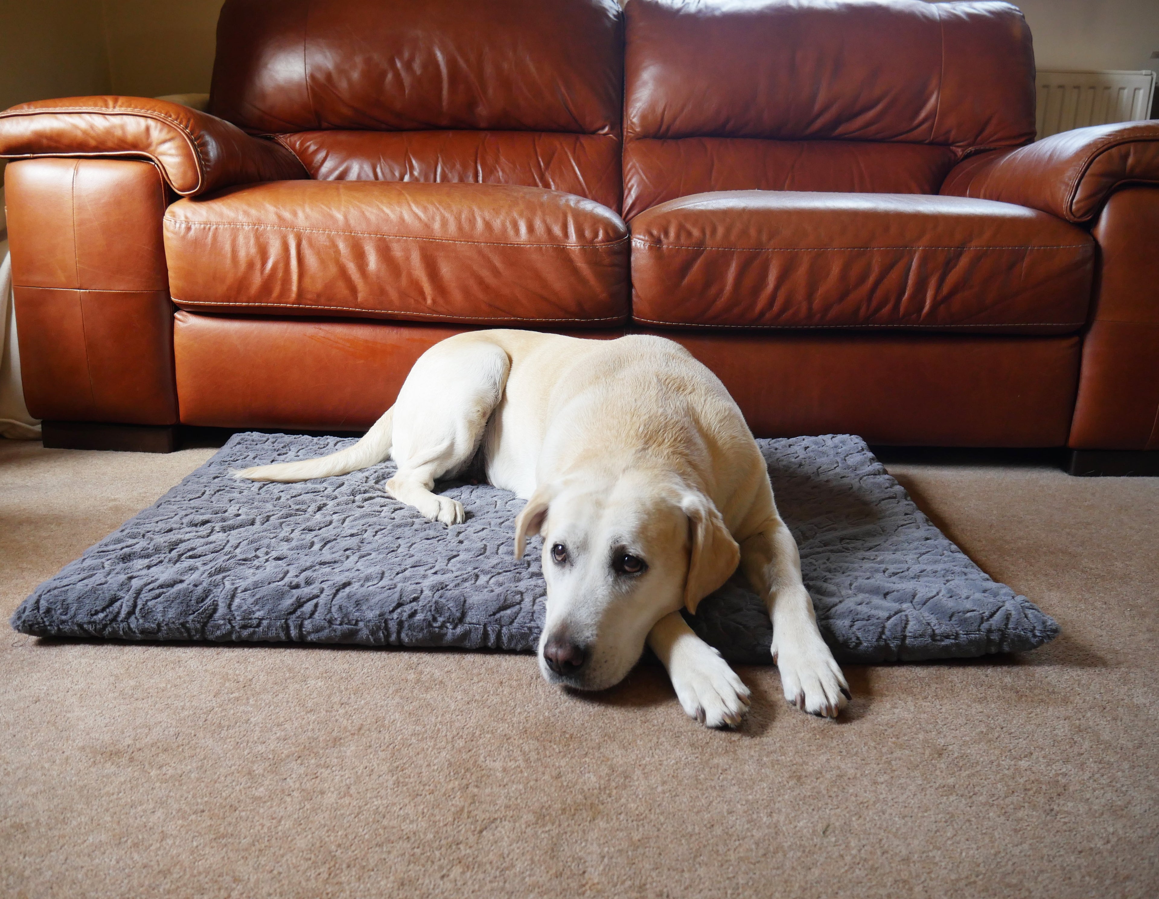 Rosewood_Orthopedic Bone Plush Mattress