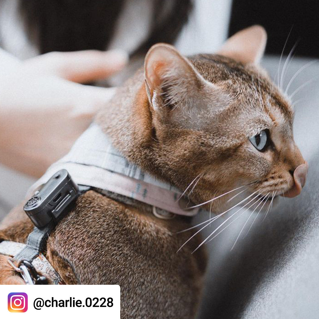 Tickless Mini Cat
