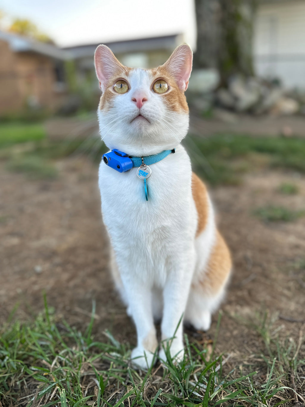 Tickless Mini Cat
