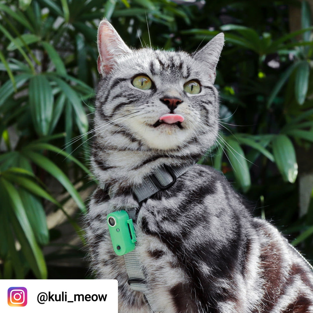 Tickless Mini Cat