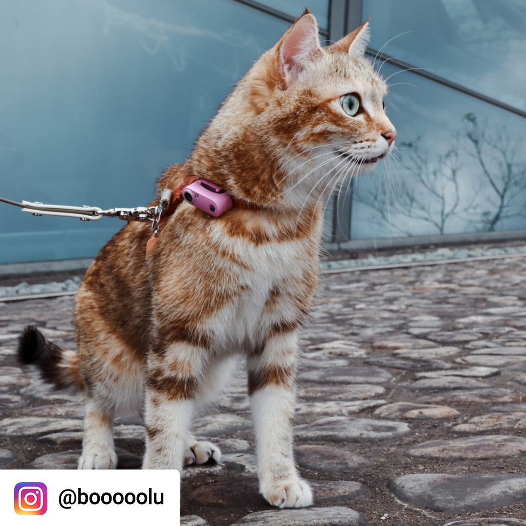 Tickless Mini Cat