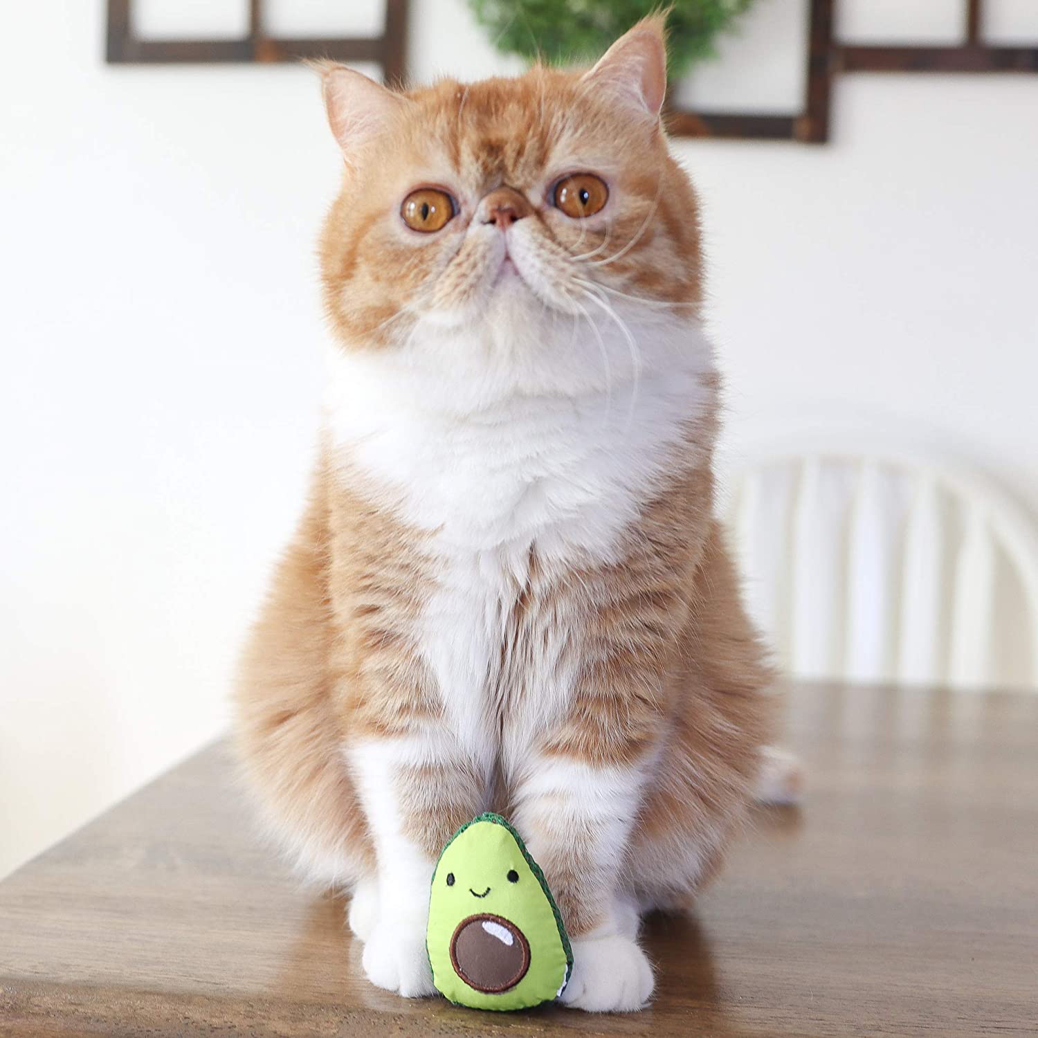 Dental Avo