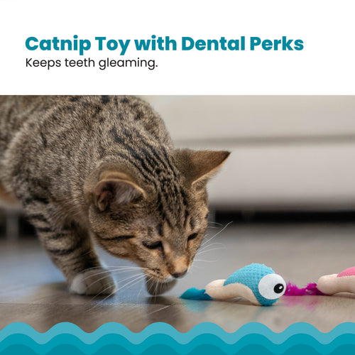Catstages Dental Shrimpies