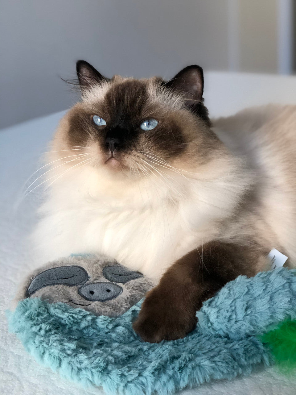 Snoozin Sloth Purr Pillow