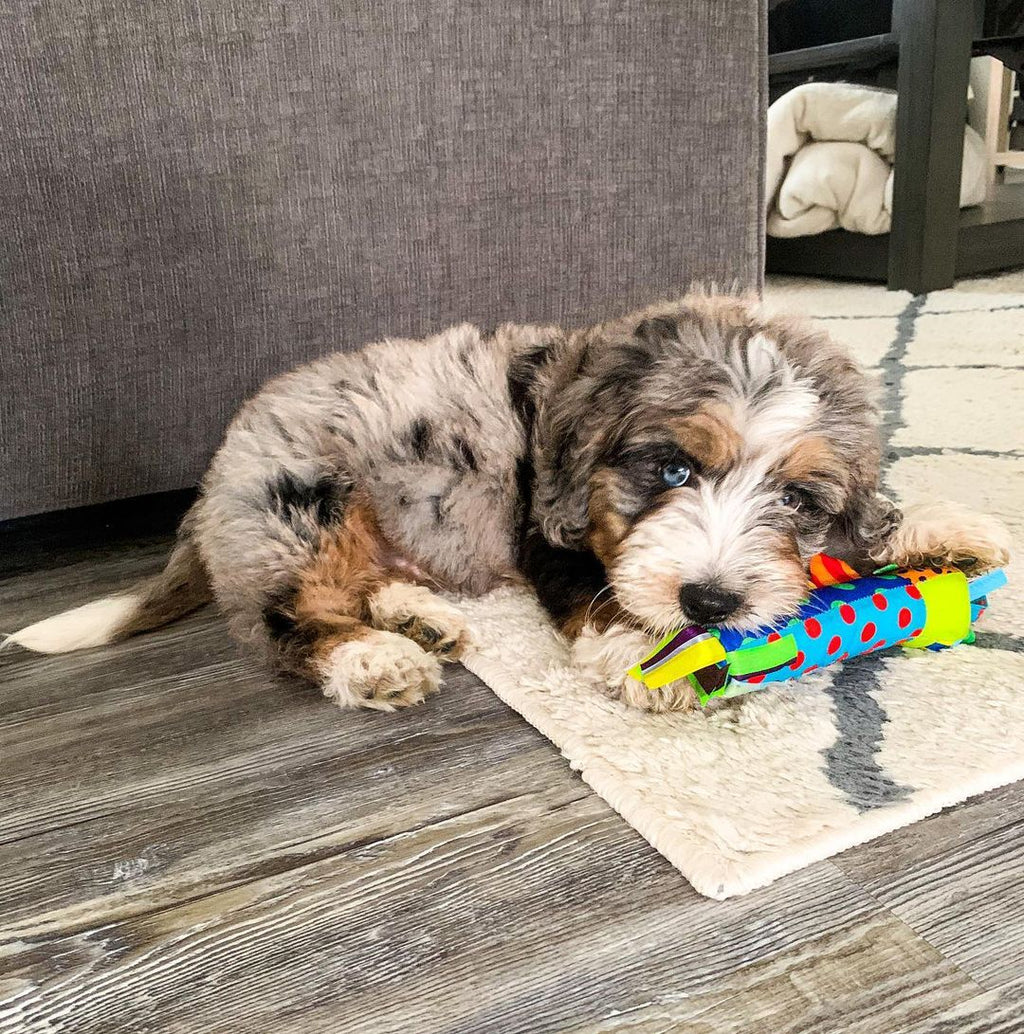 TOYD06_Petstages_Cool Teething Stick